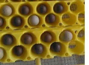 Eggs in incubator