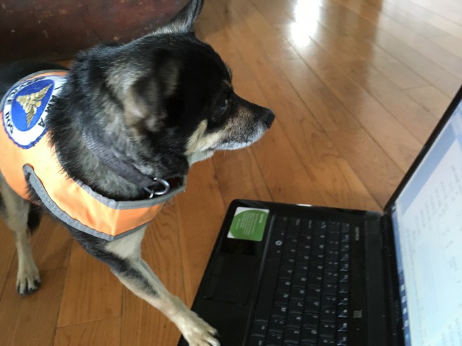 Henry profile, looking at screen and typing with r paw