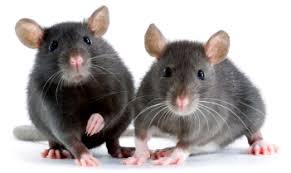 IMAGE - 2 rats