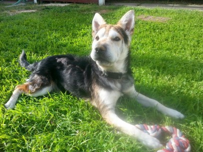 Teddy in grass - mange is visable