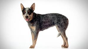 Australian Cattle Dog